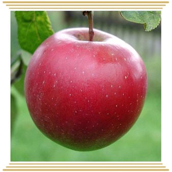 Jabuka Summer red
