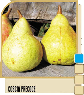 Kruška Coscia precoce