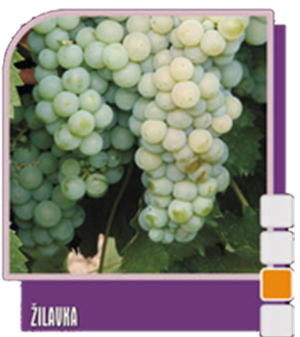 Žilavka (Жилавка)