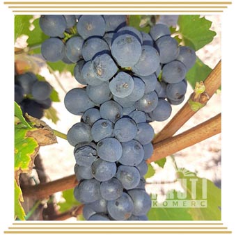 Burgundac crni (Бордовый черный) Burgundac crni (Бордовый черный)