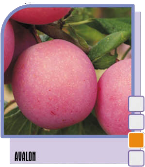Šljiva Avalon Šljiva Avalon