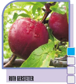 Šljiva Ruth Gerstetter