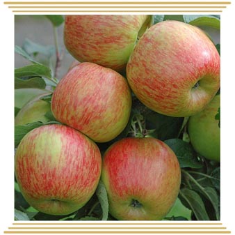 Jabuka Braeburn Jabuka Braeburn