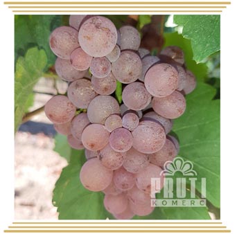 Traminac (Траминац)