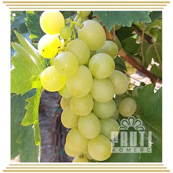 Muscat Italy (Muscat Italy)