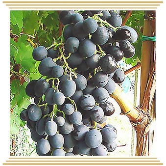 Ribier (Рибье)