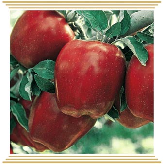 Jabuka Red spur delicious
