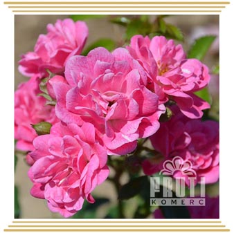 Mini roze