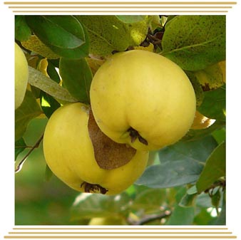 Dunja Leskovačka Dunja Leskovačka