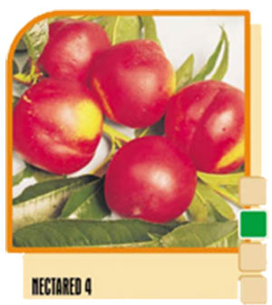 Nektarina Nectared 4