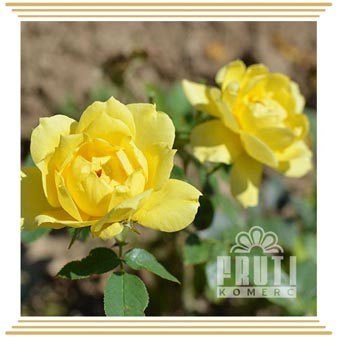 Bejbi gold