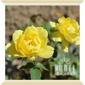 Golden daun