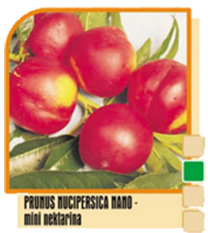 Nektarina Prunus persica nano – mini nektarina