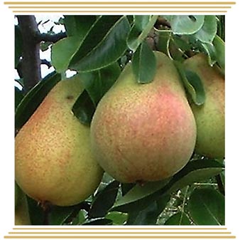 Kruška Clapps favourite
