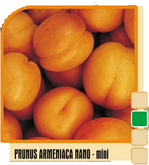 Kajsija Prunus armeniaca nano – mini