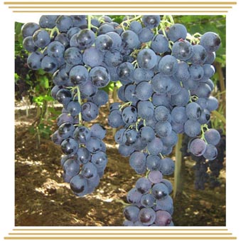 Mišel Palieri (Мишель Пальери)