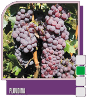 Plovdina (Пловдина)